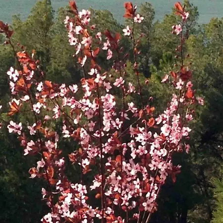 Casa El Pinar 別荘 ベセイテ