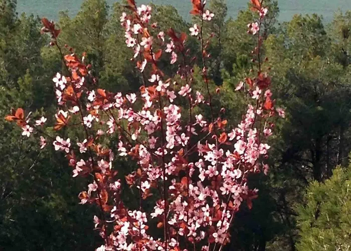 Casa El Pinar Ferienhaus Beceite