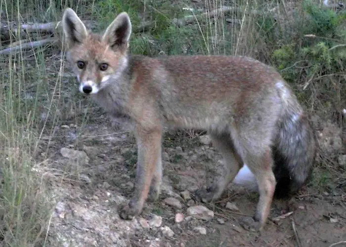 Casa El Pinar Ferienhaus Beceite