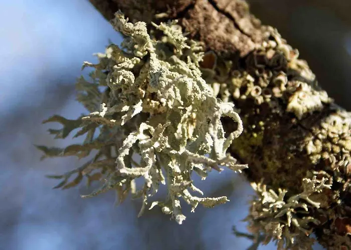 Casa El Pinar Beceite