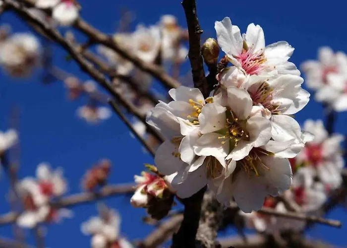 Casa El Pinar Ferienhaus